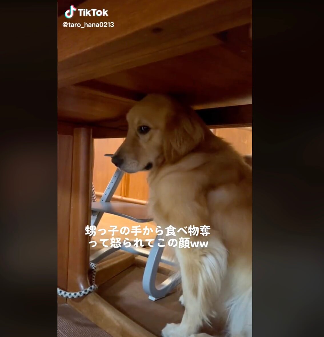 ゴールデンレトリーバー,動画