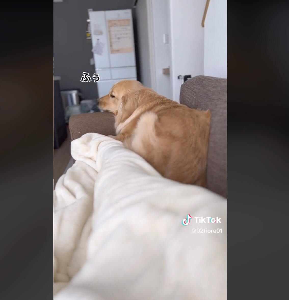 ゴールデンレトリーバー,動画