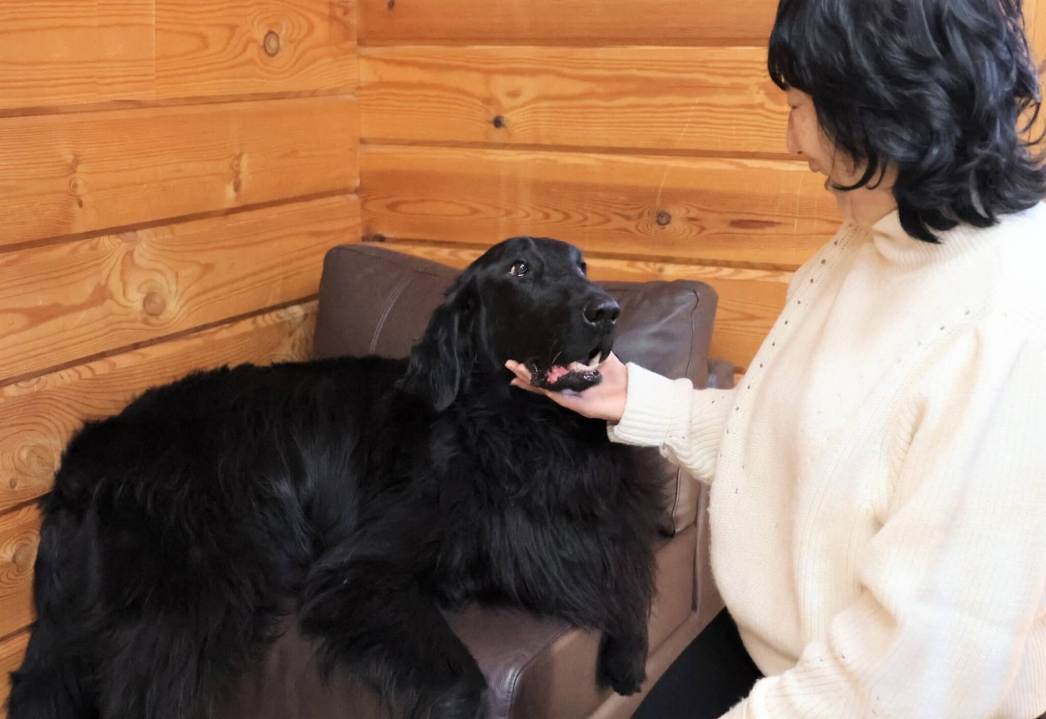 レトリーバー,取材