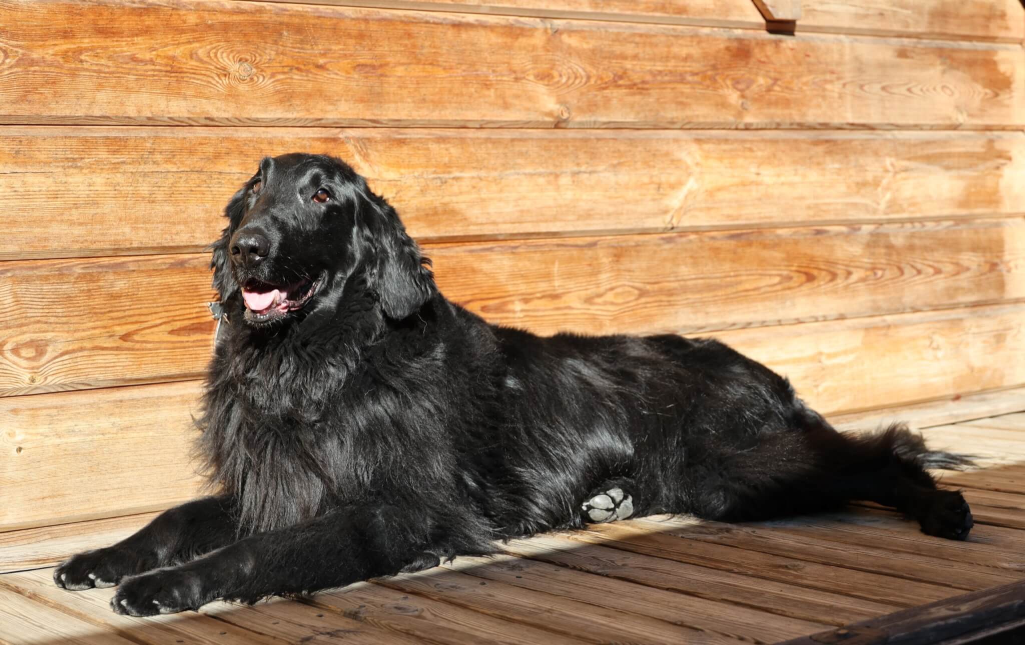 レトリーバー,取材