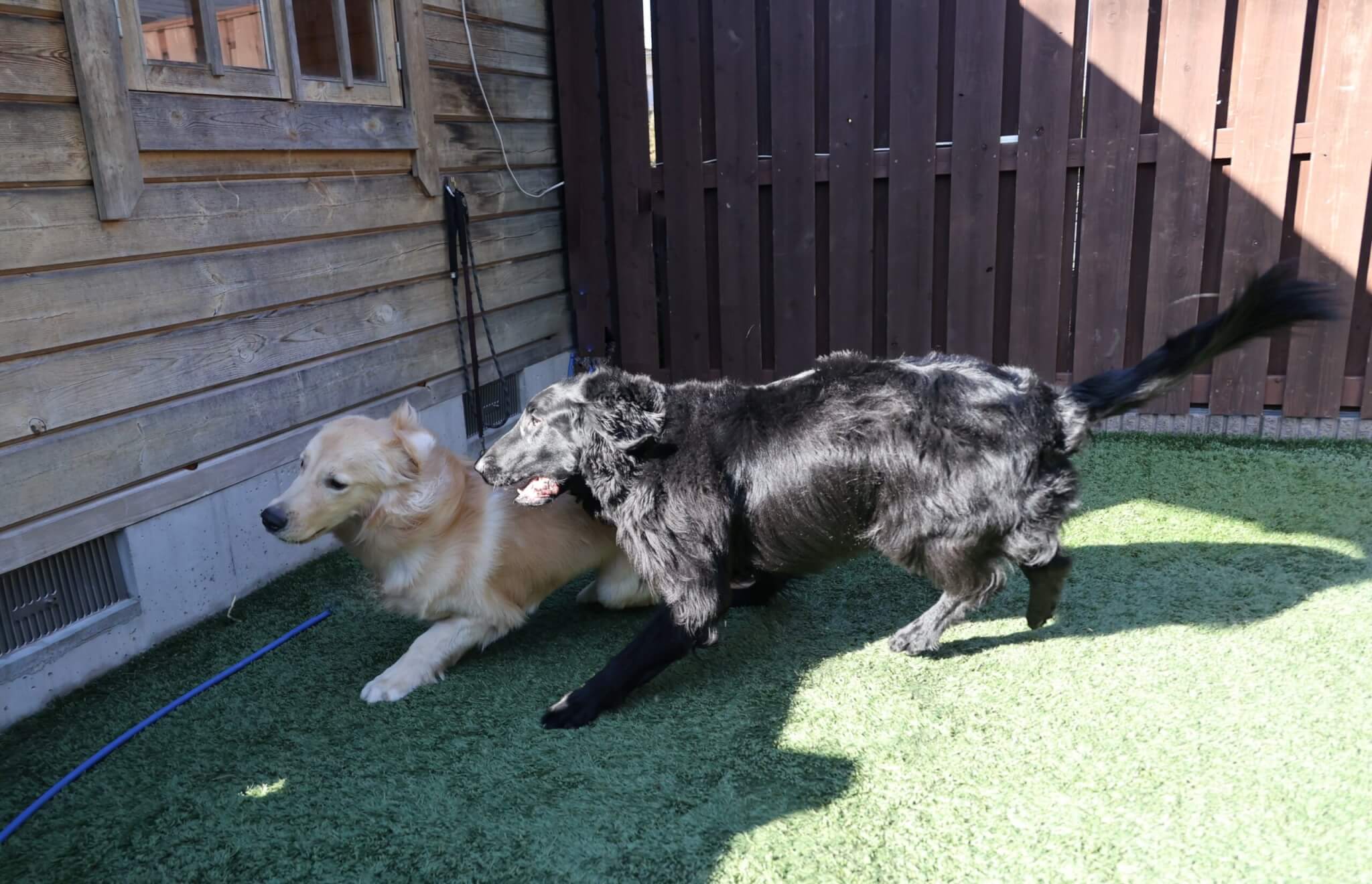 レトリーバー,取材