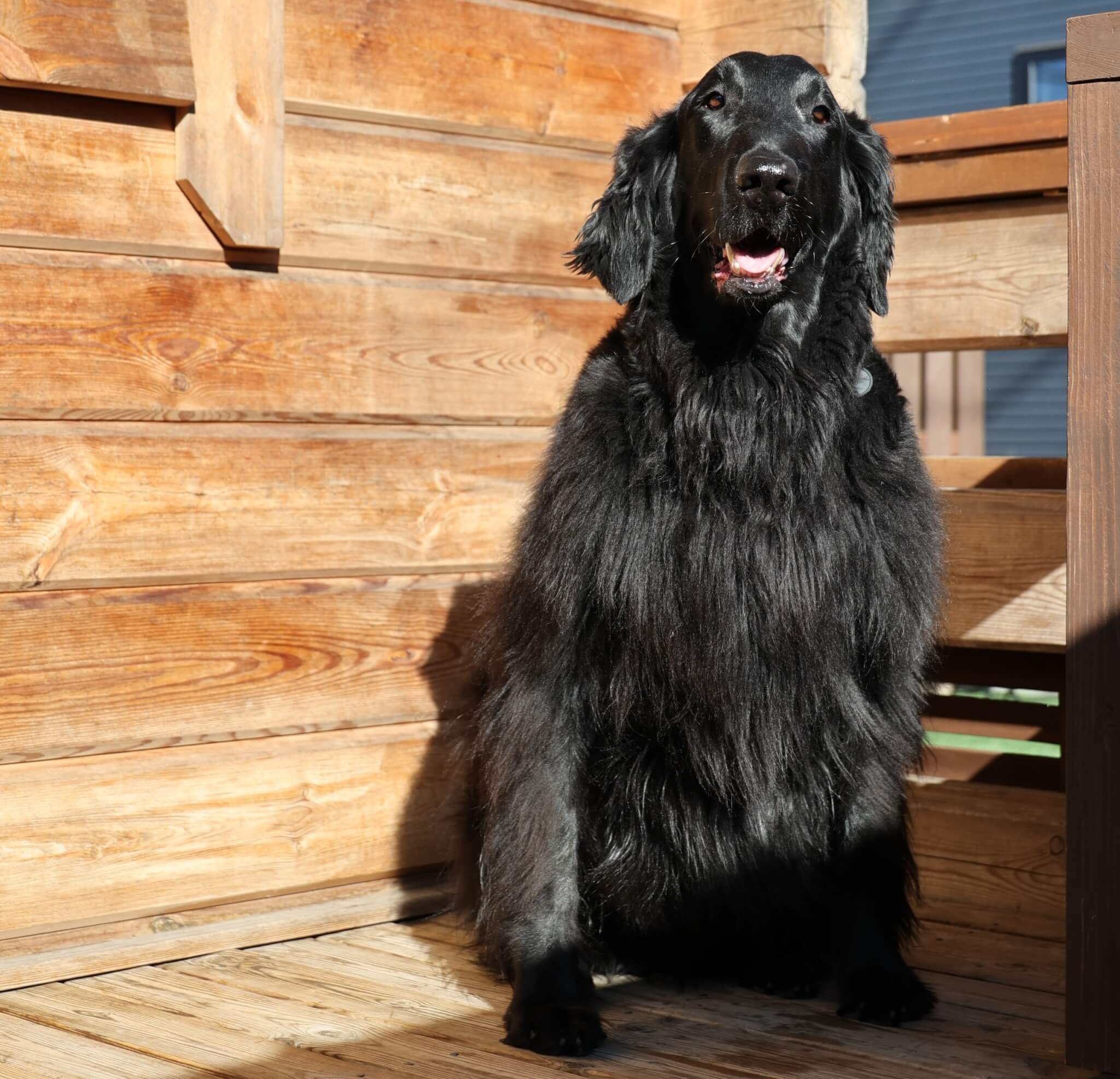 レトリーバー,取材