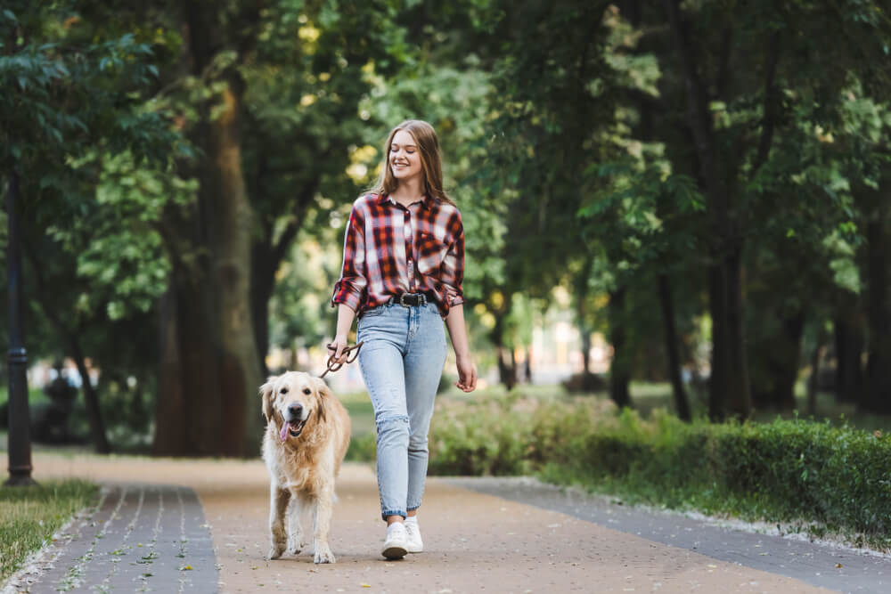 レトリーバー,散歩