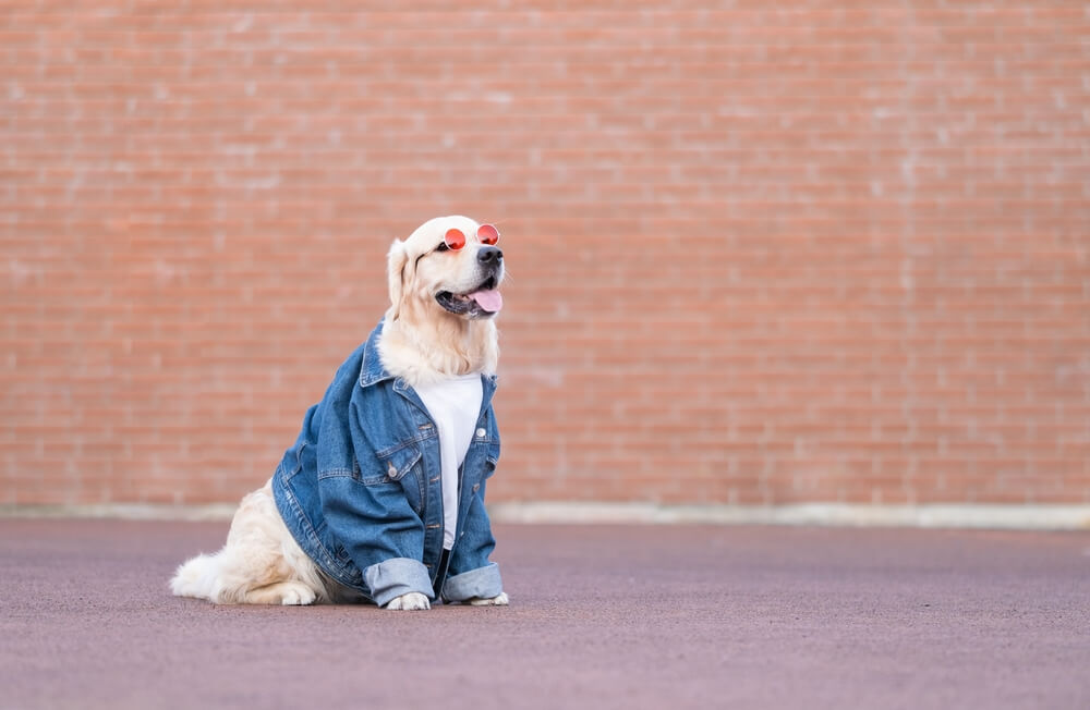 レトリーバー,おしゃれ
