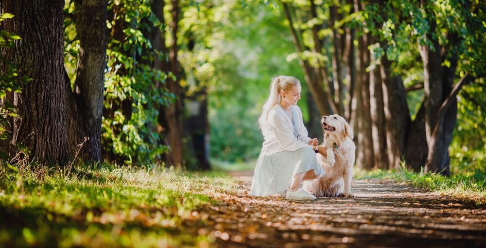 レトリーバー,散歩