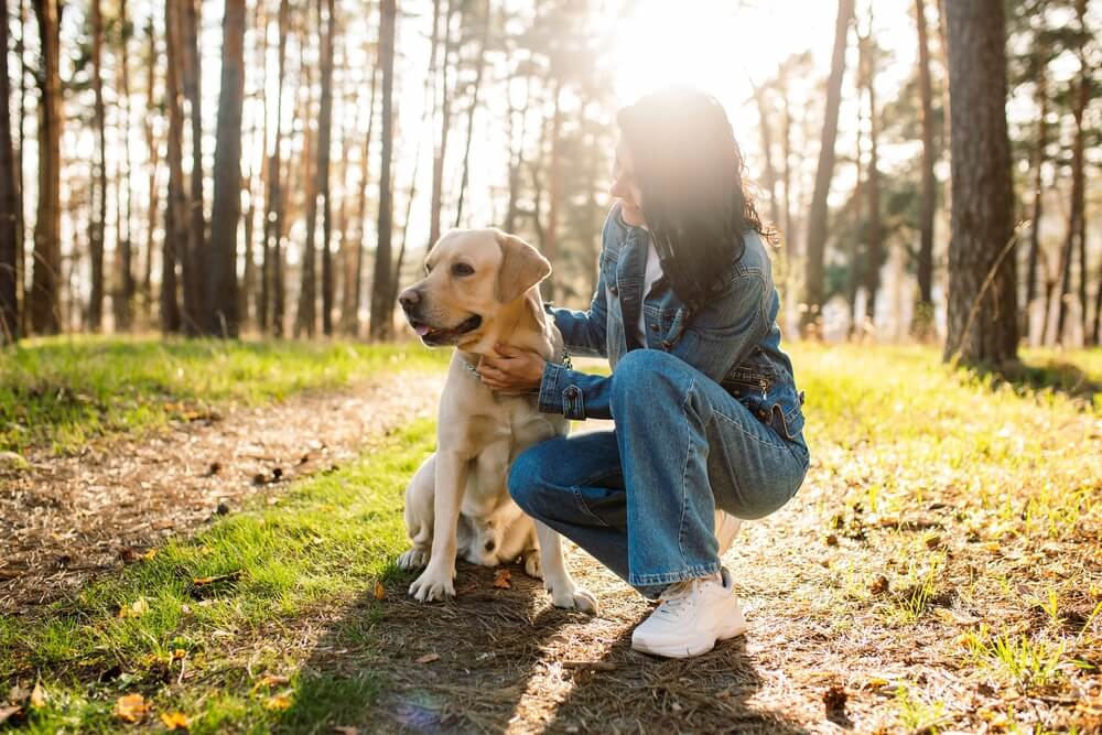 レトリーバー,散歩