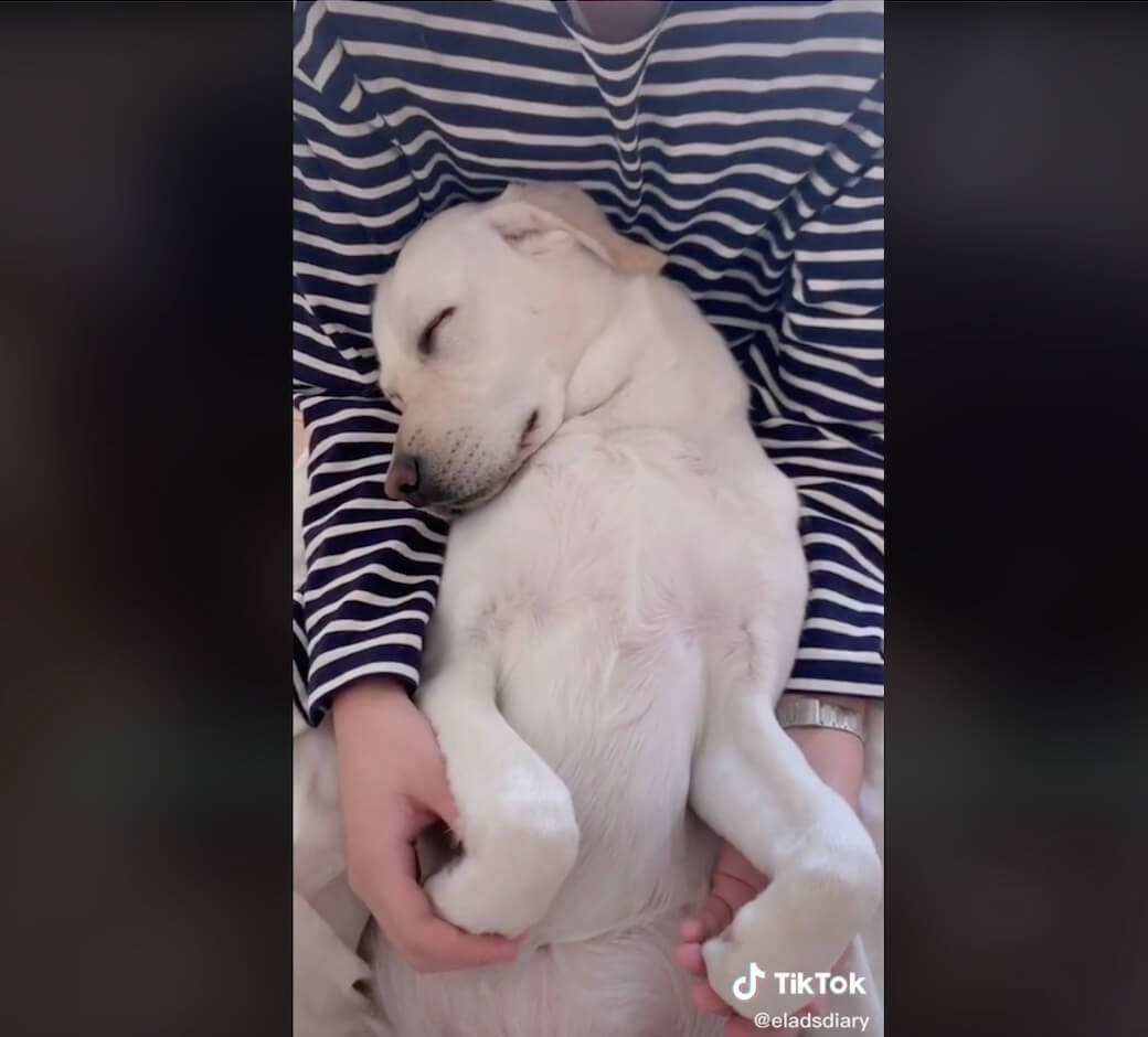 ラブラドールレトリーバー,動画