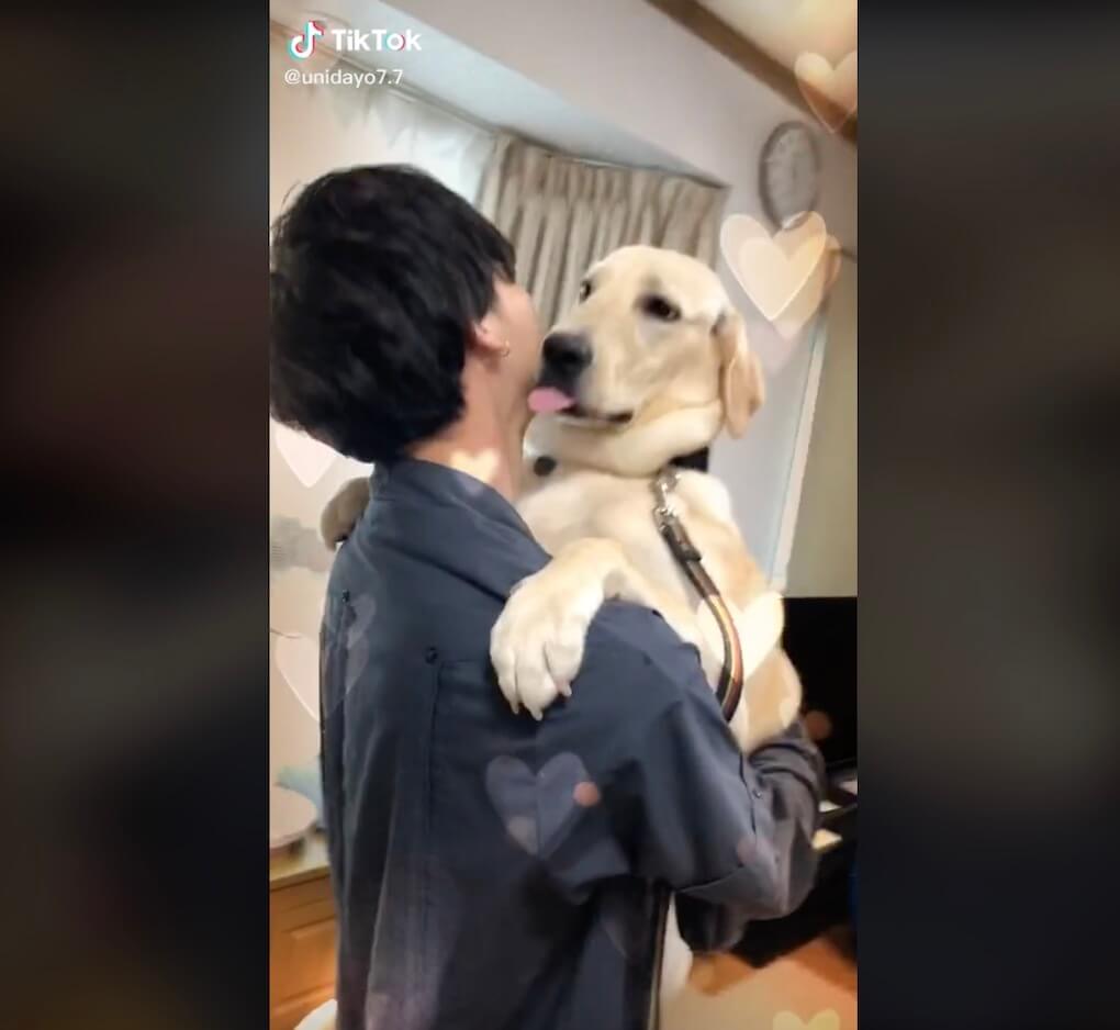 ラブラドールレトリーバー,動画