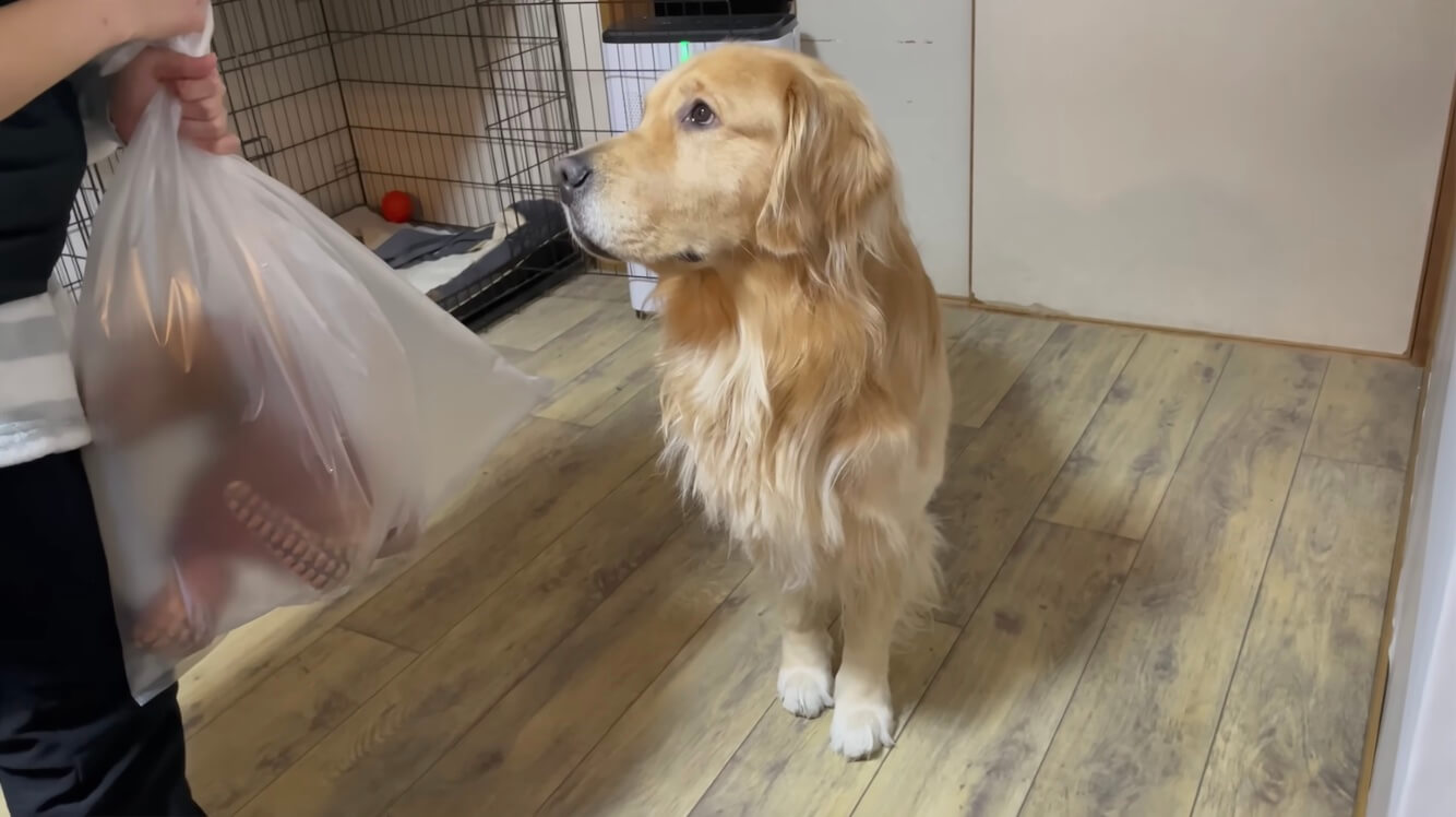 ゴールデンレトリーバー,動画