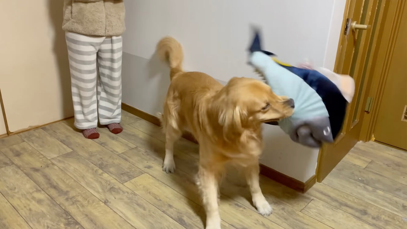 ゴールデンレトリーバー,動画