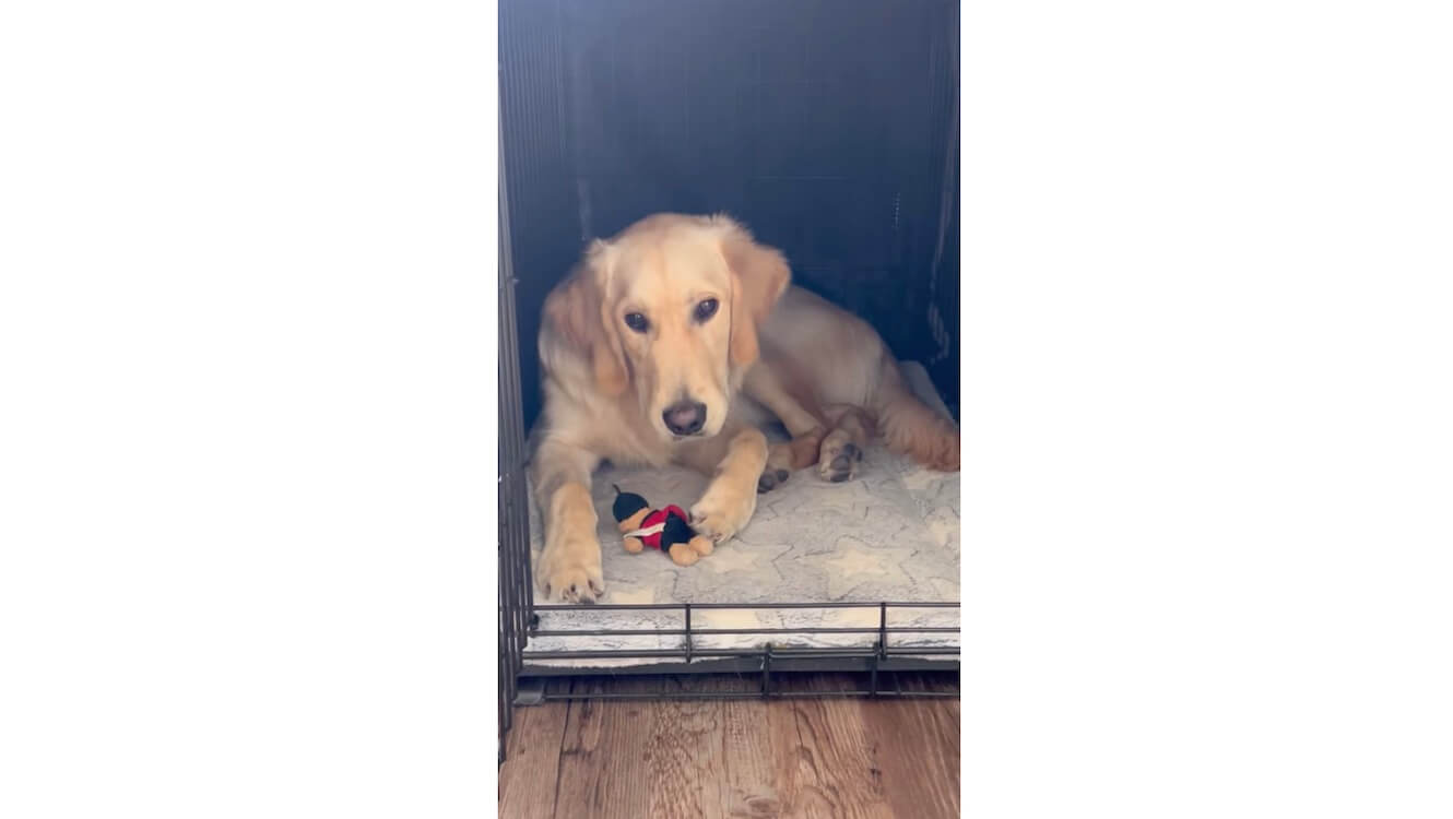 ゴールデンレトリーバー,動画