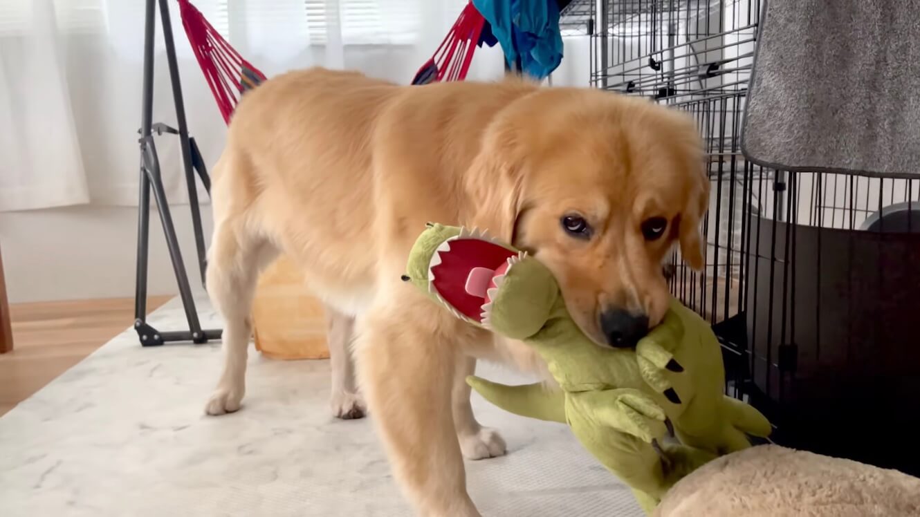 ゴールデンレトリーバー,動画