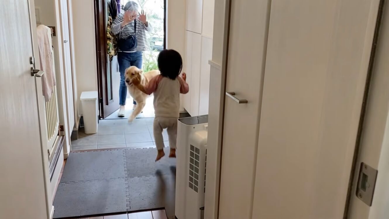 ゴールデンレトリーバー,動画