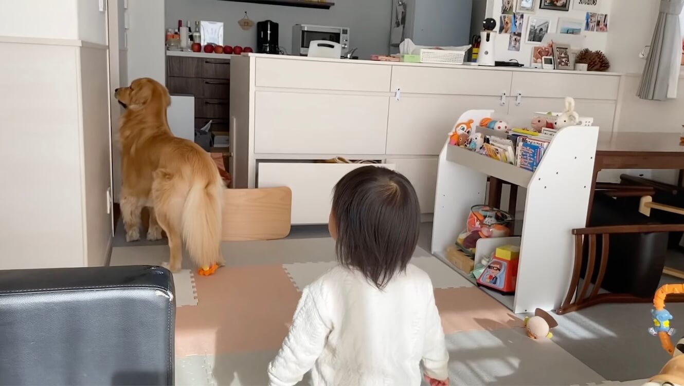 ゴールデンレトリーバー,動画