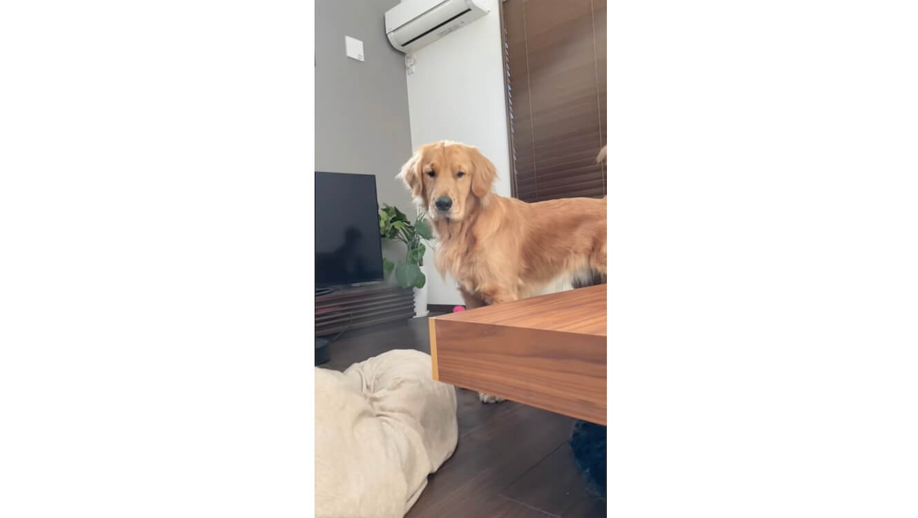 ゴールデンレトリーバー,動画