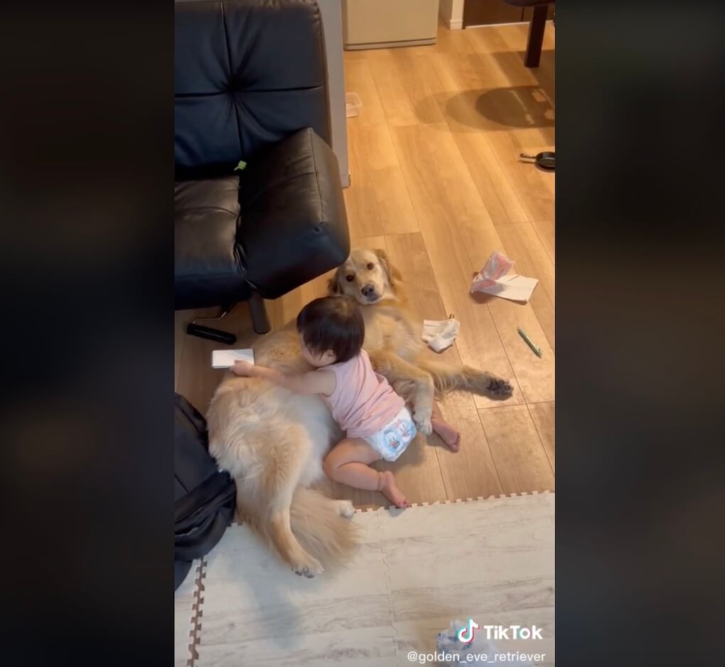 ゴールデンレトリーバー,動画