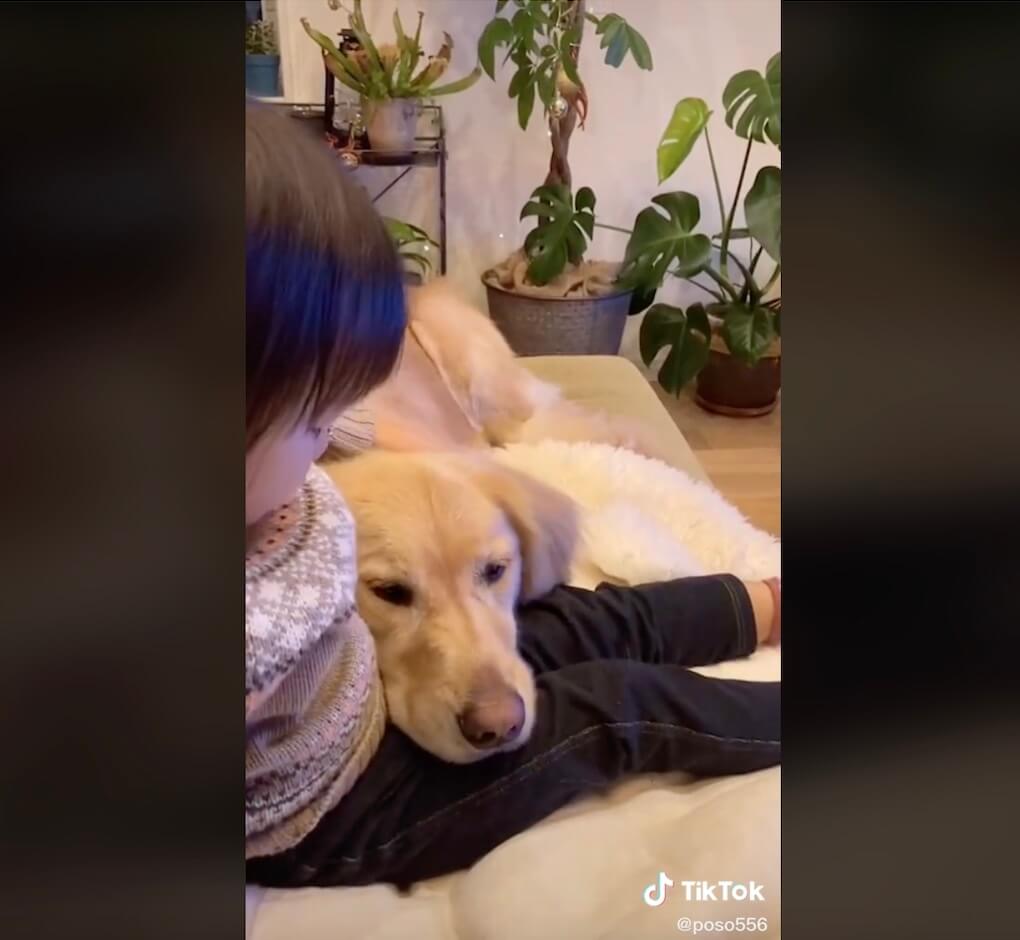 ゴールデンレトリーバー,動画