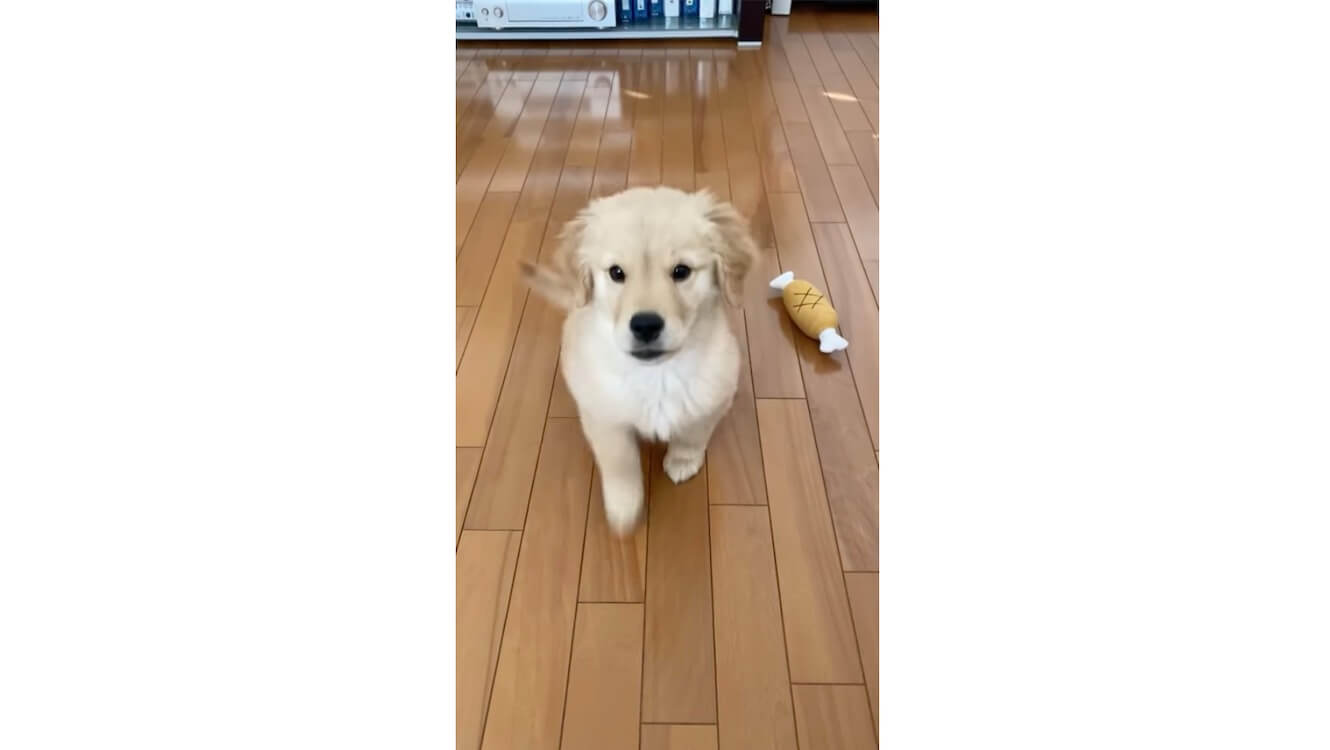 ゴールデンレトリーバー,動画