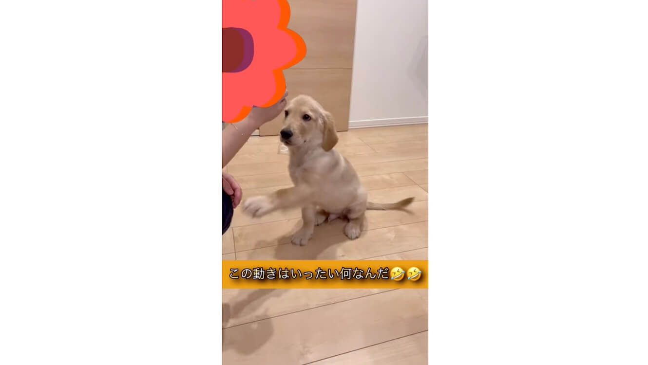 ゴールデンレトリーバー,動画