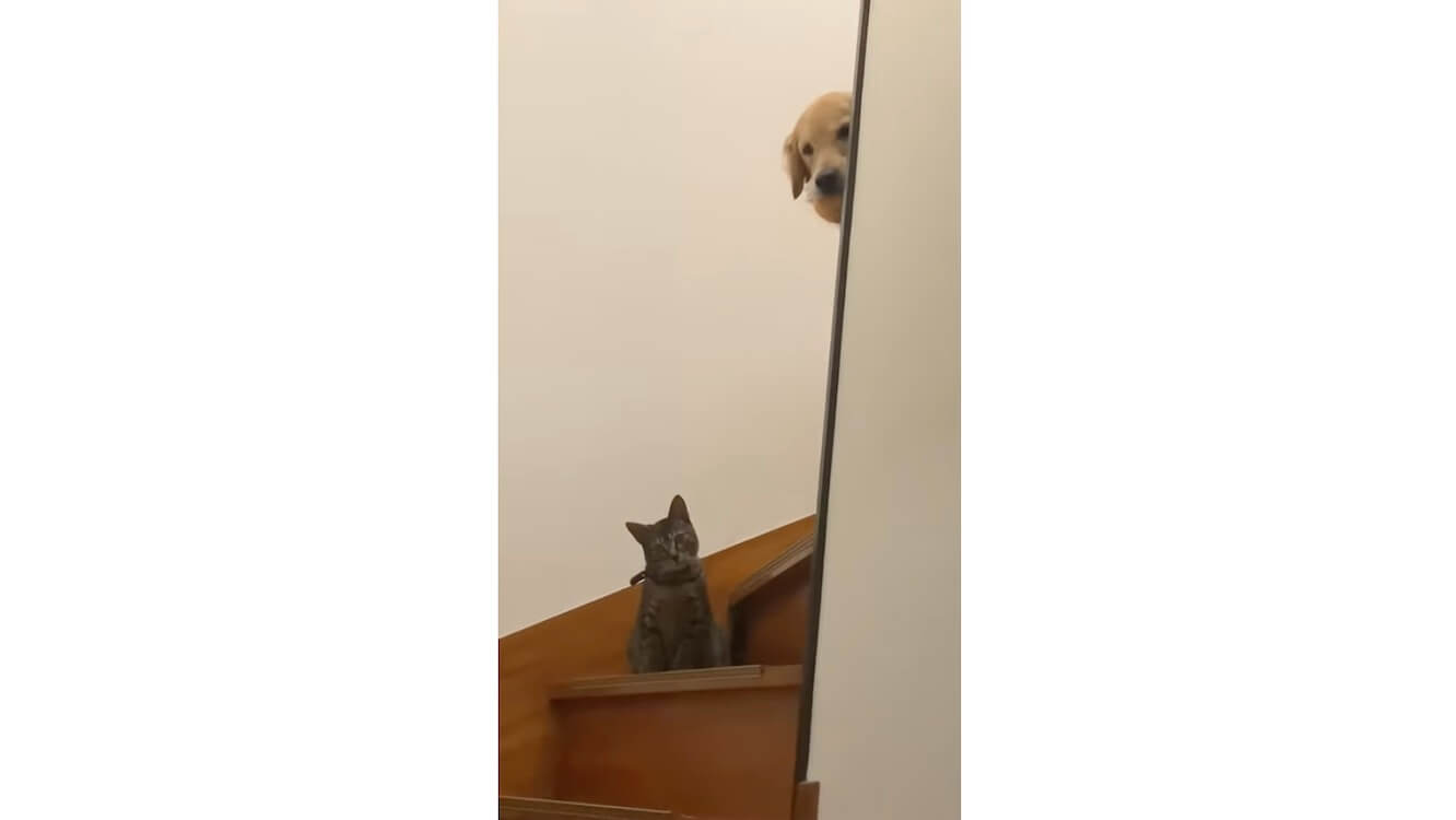 ゴールデンレトリーバー,動画