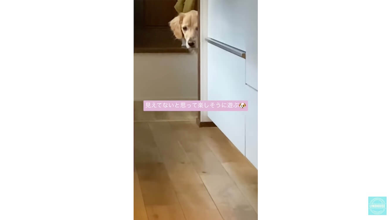 ゴールデンレトリーバー,動画