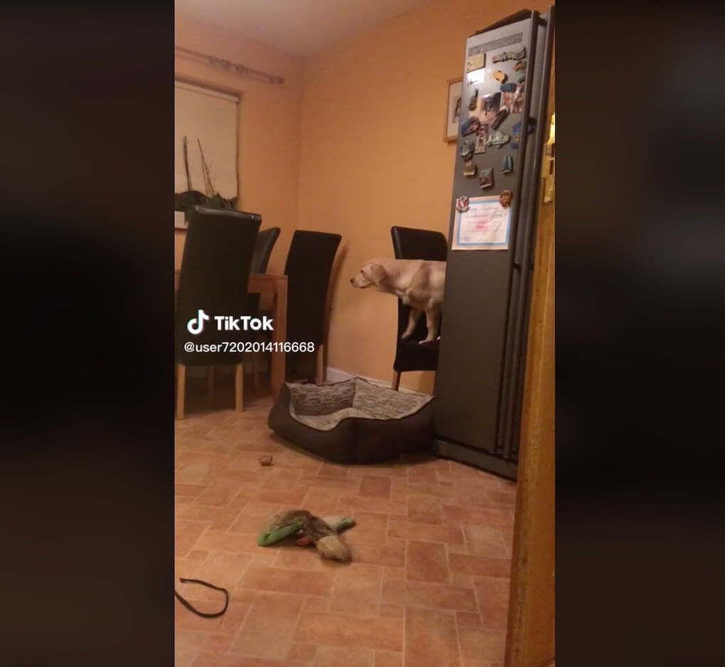 ラブラドールレトリーバー,動画