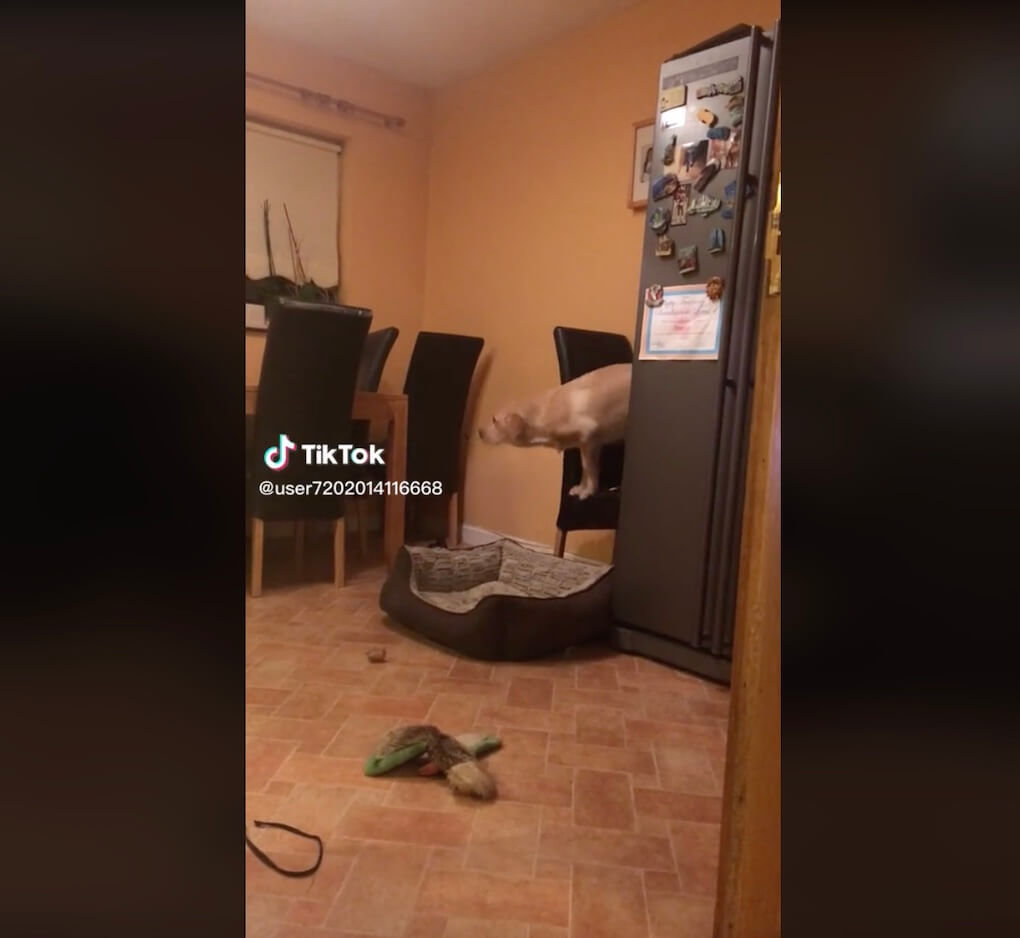 ラブラドールレトリーバー,動画