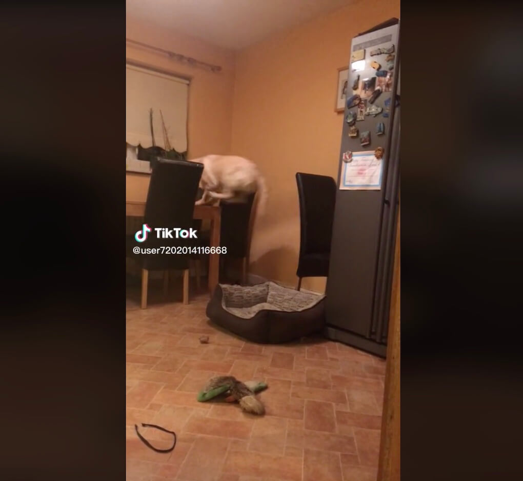 ラブラドールレトリーバー,動画