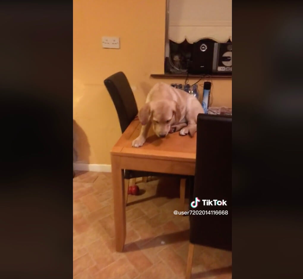 ラブラドールレトリーバー,動画