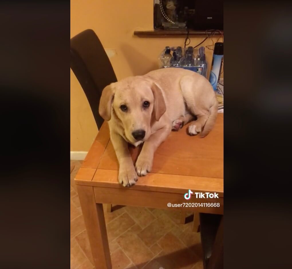 ラブラドールレトリーバー,動画
