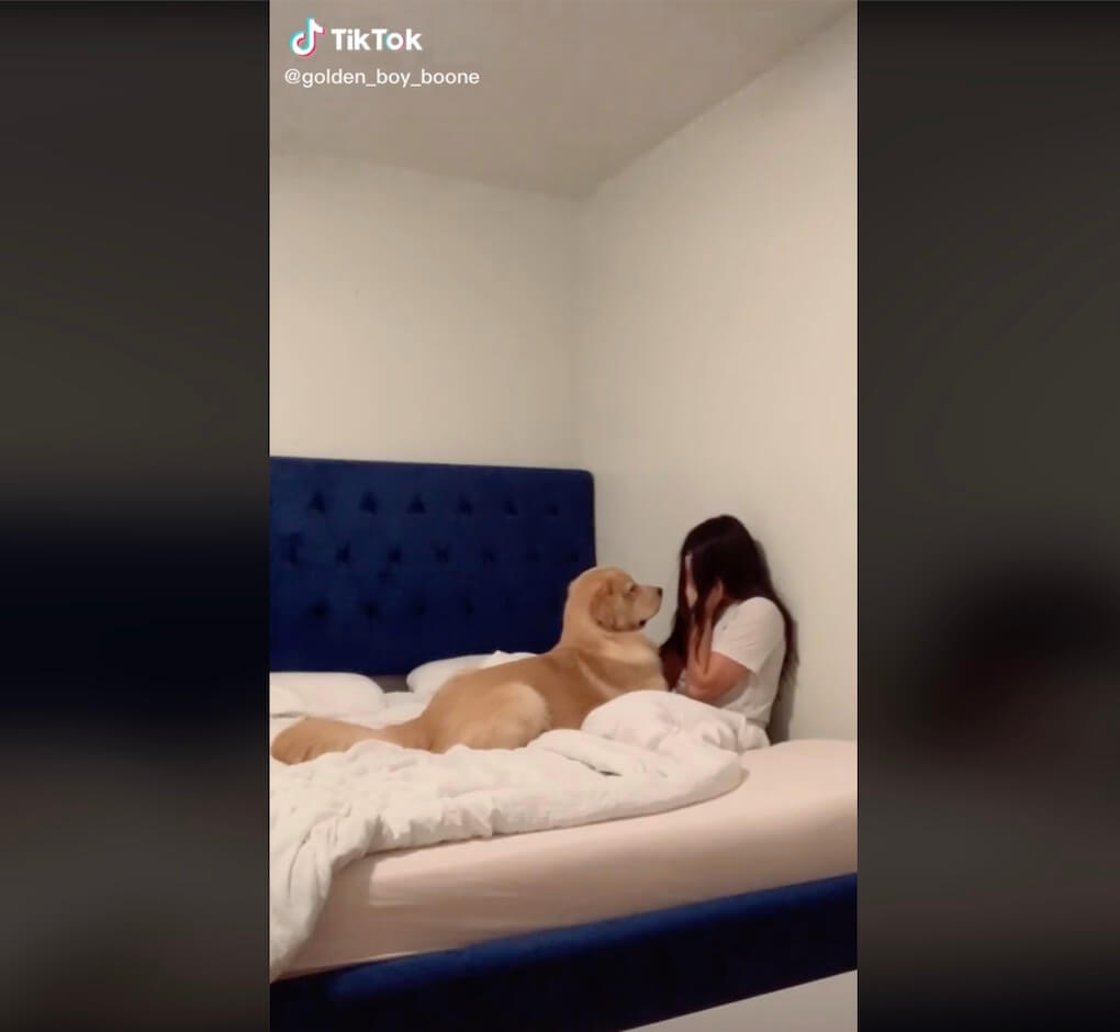 ゴールデンレトリーバー,動画