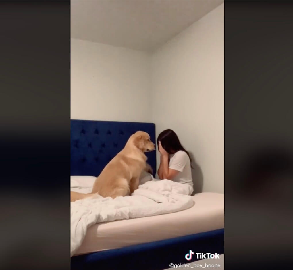 ゴールデンレトリーバー,動画