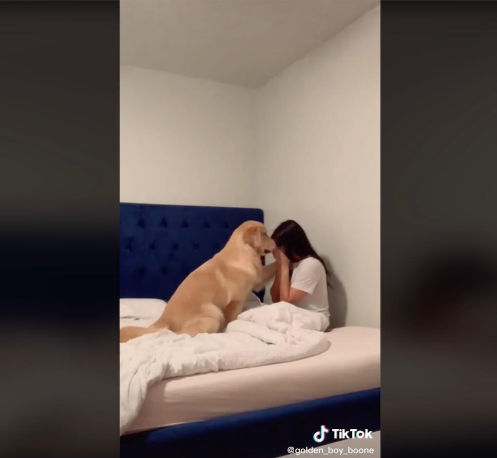 ゴールデンレトリーバー,動画