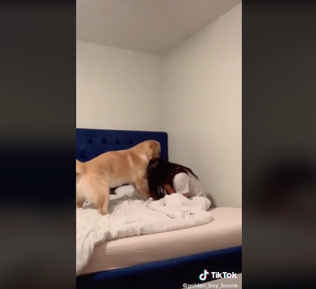 ゴールデンレトリーバー,動画