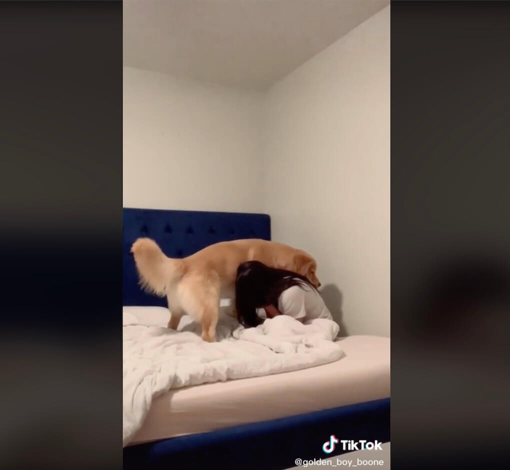 ゴールデンレトリーバー,動画