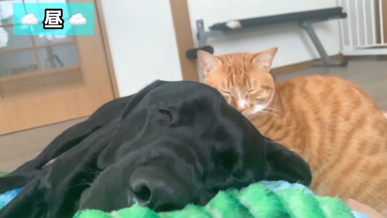 ラブラドールレトリーバー,動画