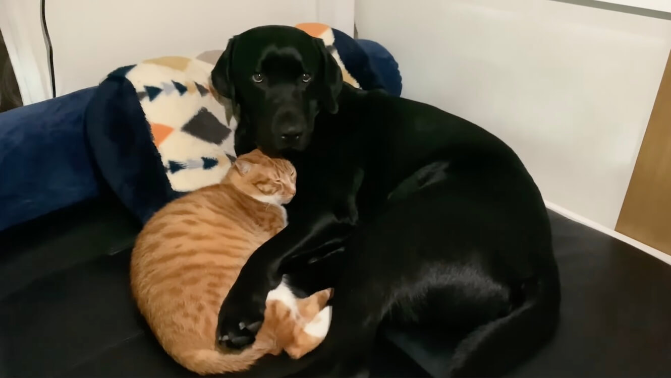 ラブラドールレトリーバー,動画