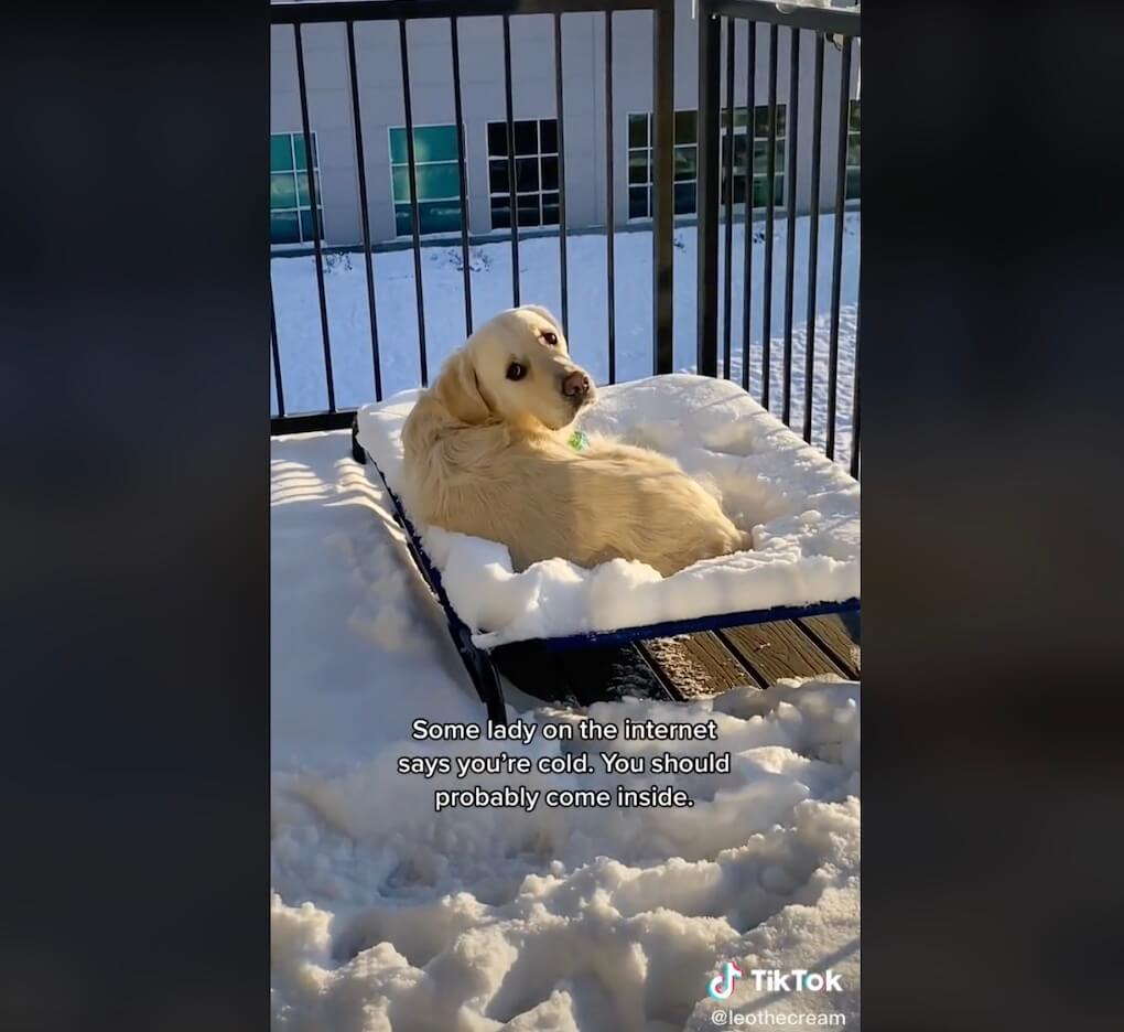 ゴールデンレトリーバー,動画