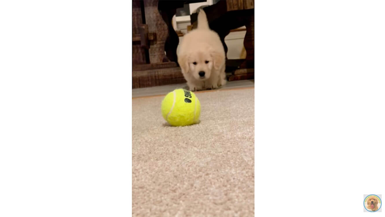 ゴールデンレトリーバー,動画