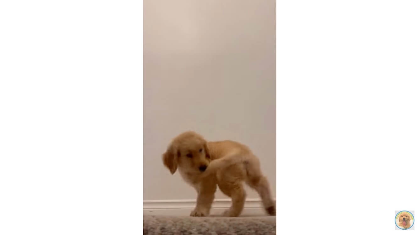 ゴールデンレトリーバー,動画