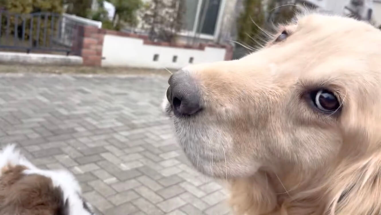 ゴールデンレトリーバー,動画