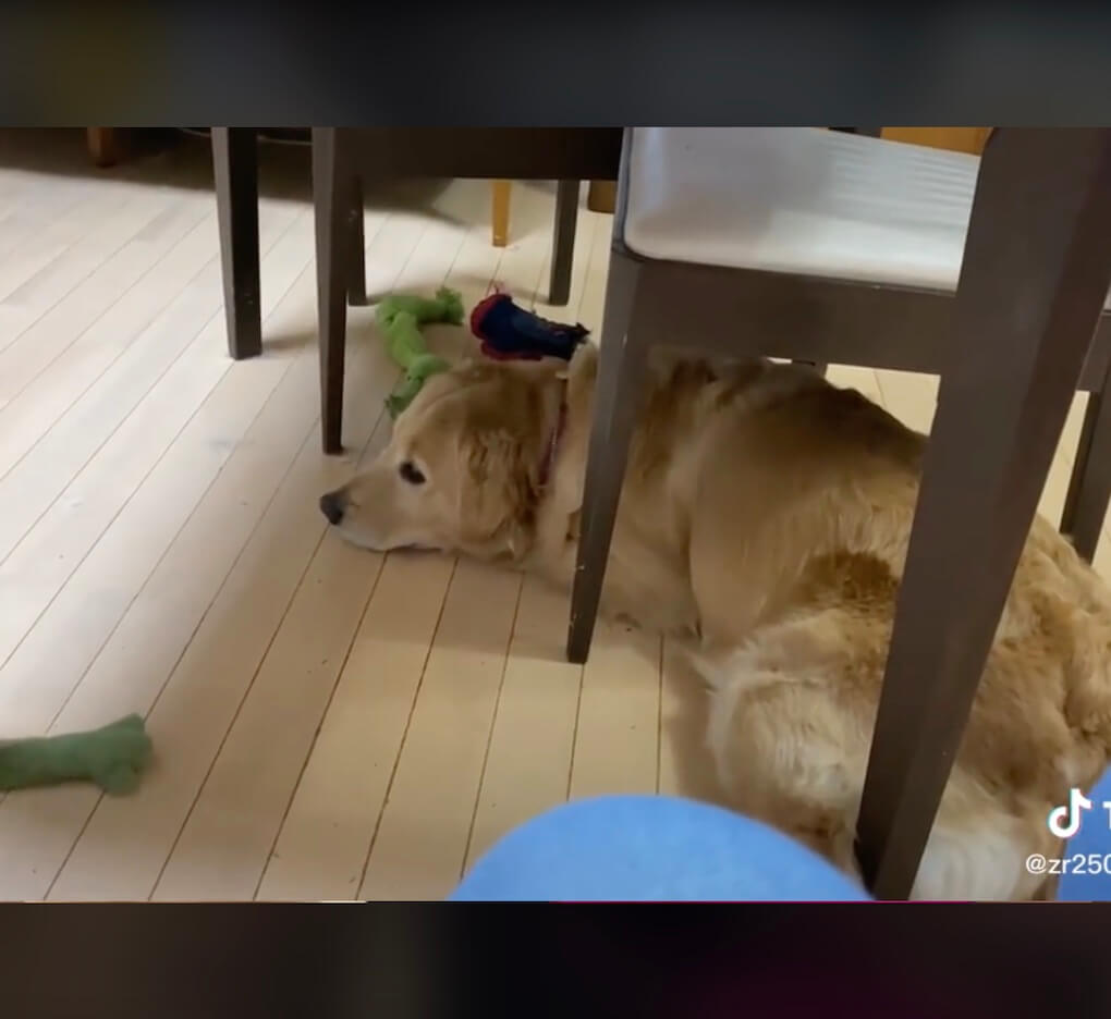 ゴールデンレトリーバー,動画