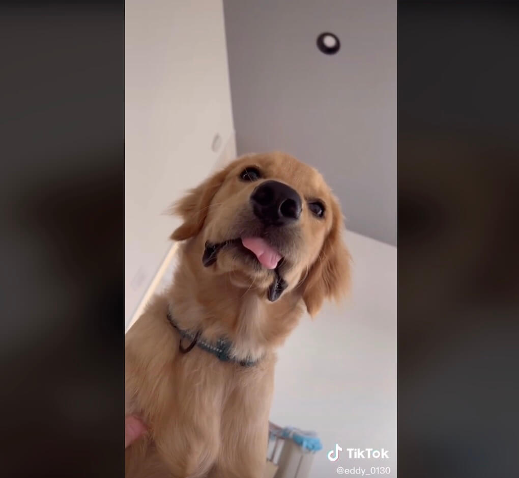 ゴールデンレトリーバー,動画