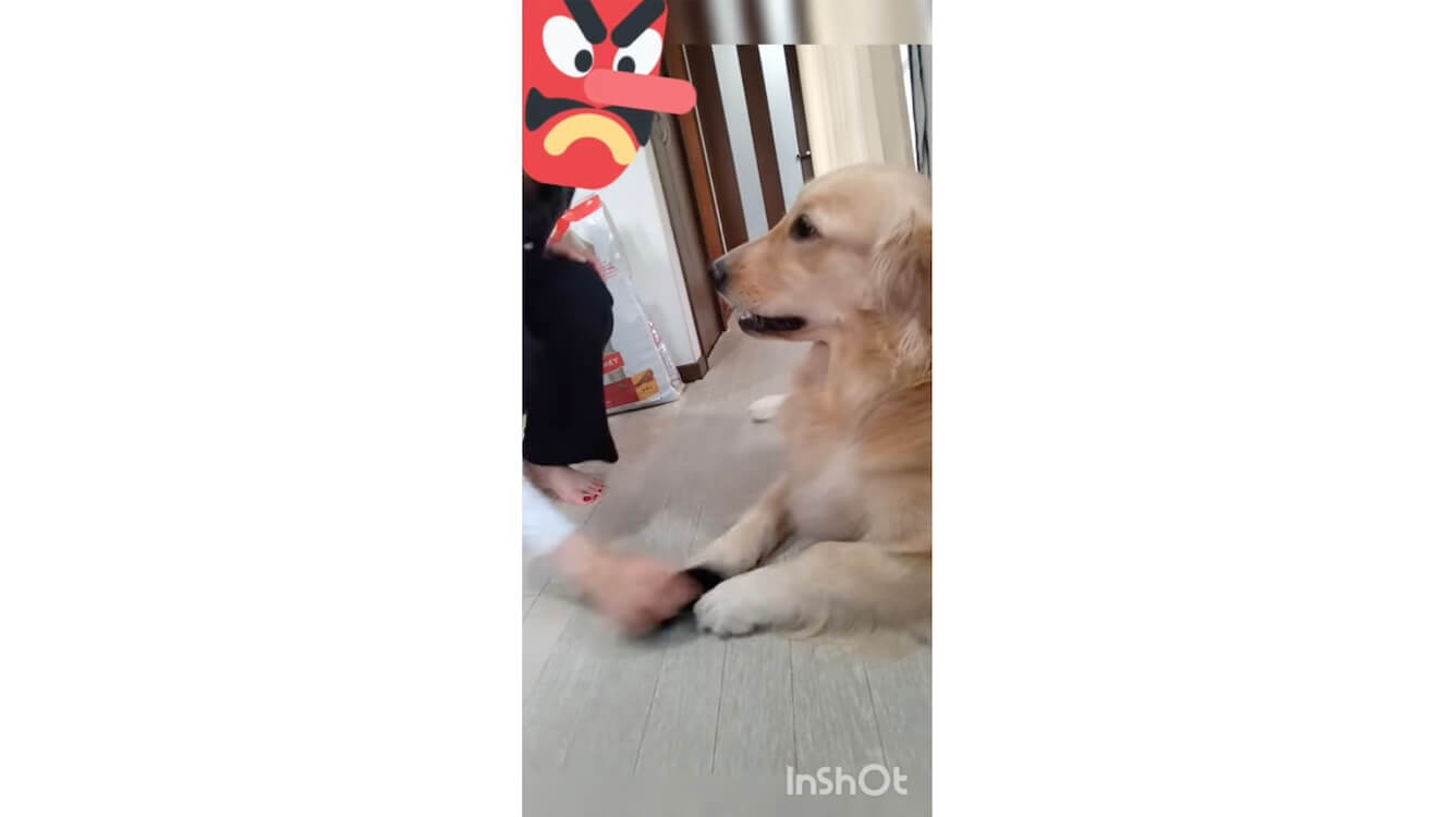 ゴールデンレトリーバー,動画