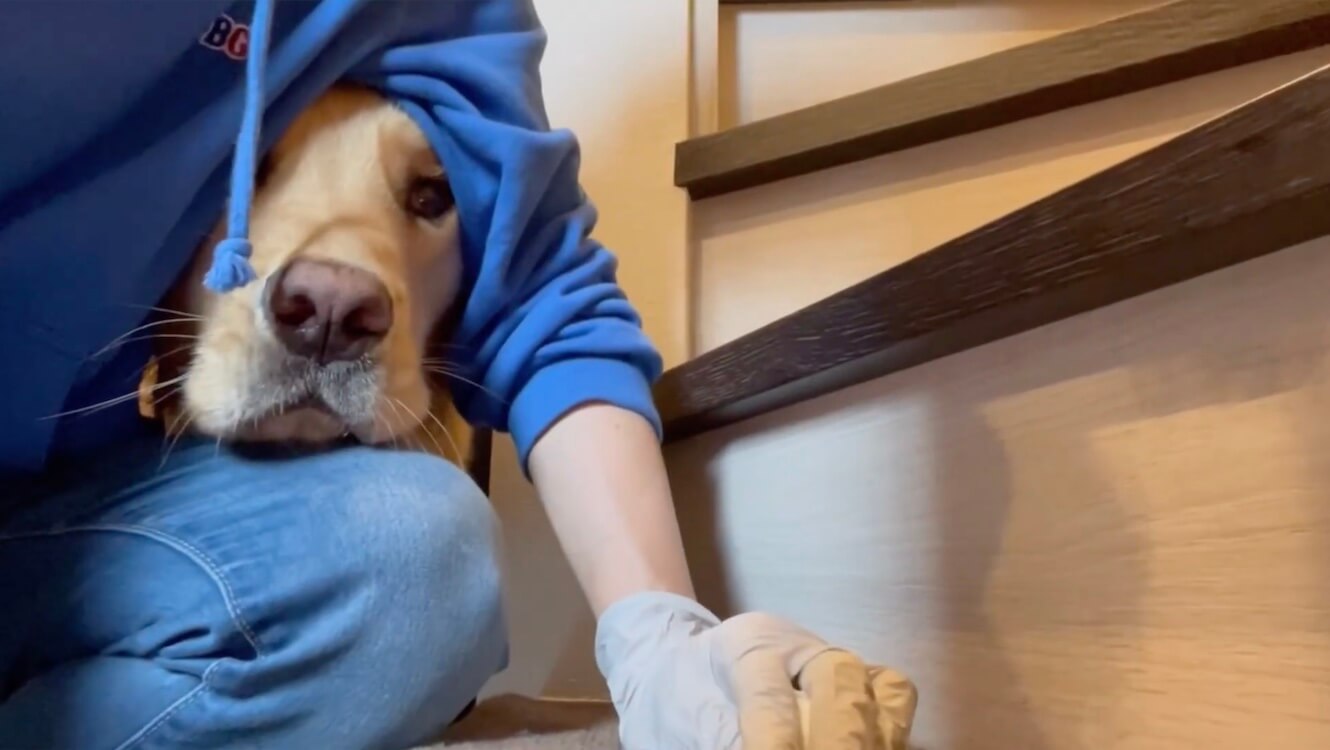 ゴールデンレトリーバー,動画