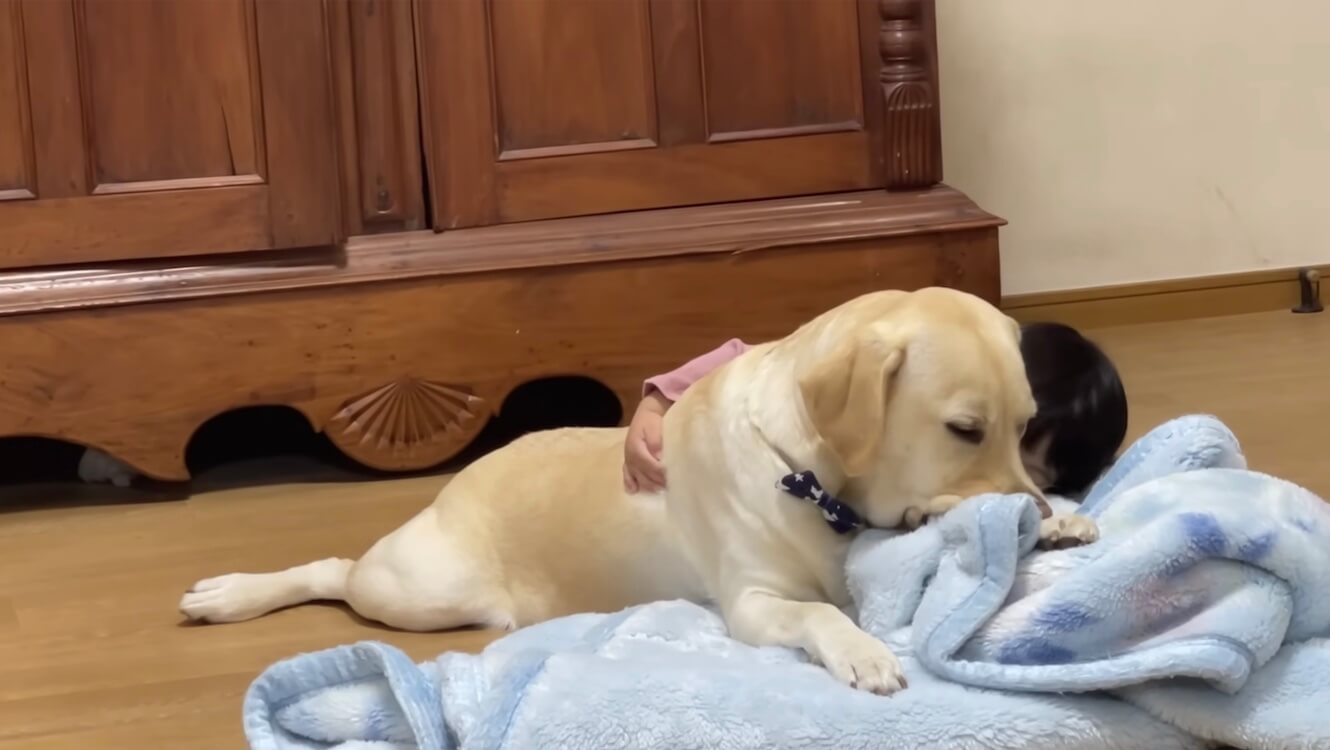 ラブラドールレトリーバー,動画