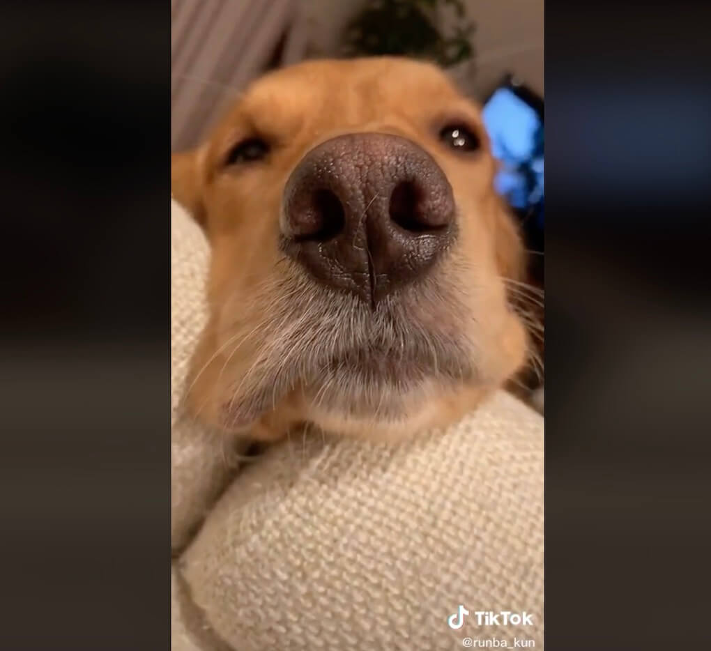 ゴールデンレトリーバー,動画