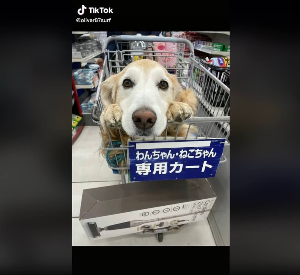 ゴールデンレトリーバー,動画