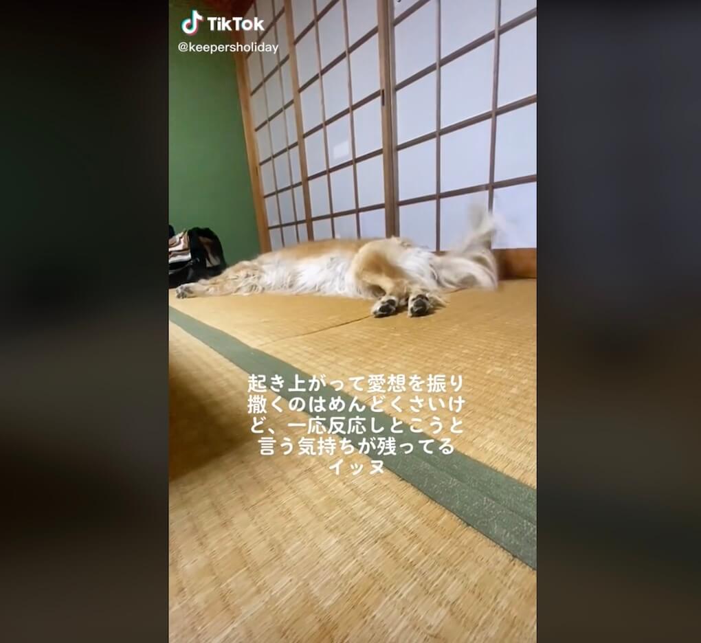 ゴールデンレトリーバー,動画