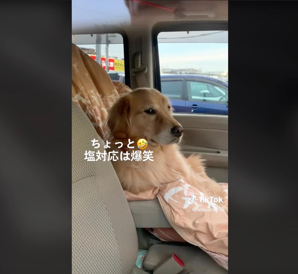 ゴールデンレトリーバー,動画